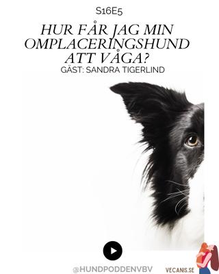 Hur får jag min omplaceringshund att våga?