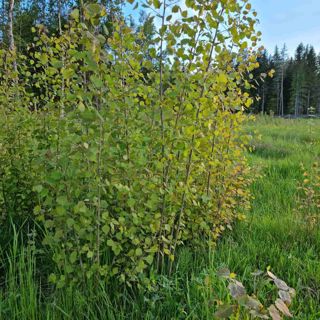 Skogsfredag, Avsnitt 70 - Om EU, värme, klimat och väder