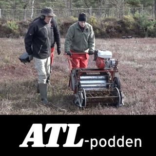 Sötpotatis, tranbär och tuff skörd