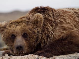 Gobi Bear Is Almost Gone
