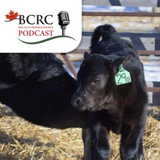 Episode 101: Top Tips for a Smooth Calving Season