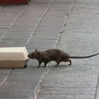 Philadelphia Shootout Ends in Standoff, New York Tops Rodent List, Trump Admin Defies Ad Ban, Michigan Ballot Fallout Escalates, and more...