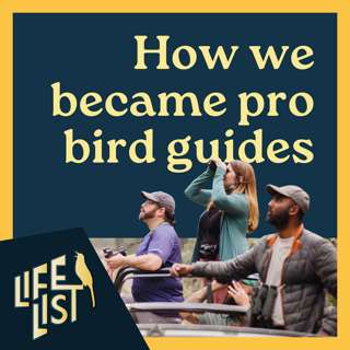 How we became bird guides: Alex Harper interviews George, Mollee, and Alvaro