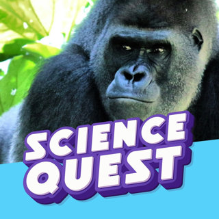 Gorilla Sound Cannons: Why Silverbacks Thump Their Chests 🦍🥁
