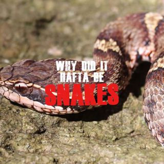 Why Did It Hafta Be Snakes