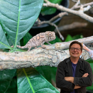 Figuring out UVB for Chameleons