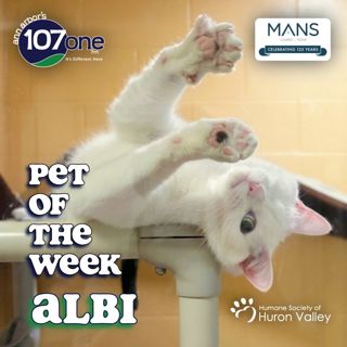 HSHV Pet of the Week 6/25/26