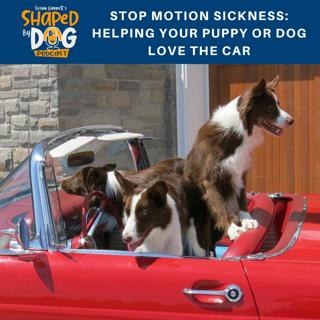 Stop Motion Sickness: Helping Your Puppy or Dog Love the Car #75