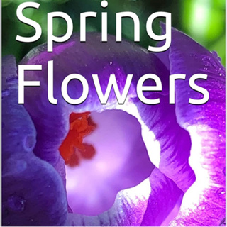 Spring Flowers Volume 56 Fancy by Daniel Lucas