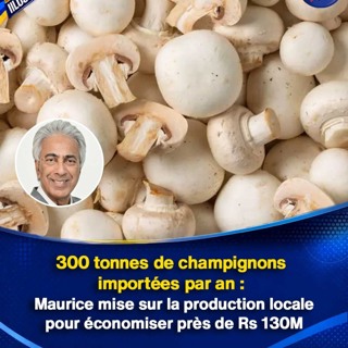 300 tonnes de champignons importées par an : Maurice mise sur la production locale pour économiser près de Rs 130M