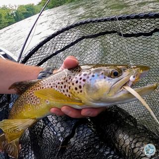 S7, Ep 45: Navigating the Waters: Streamers and Strategies in East Tennessee with Ellis Ward