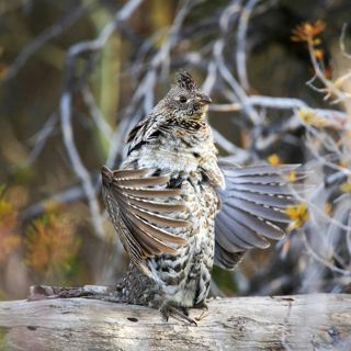 #279 | Ruffed Grouse Drumming Survey Results with Charlotte Roy