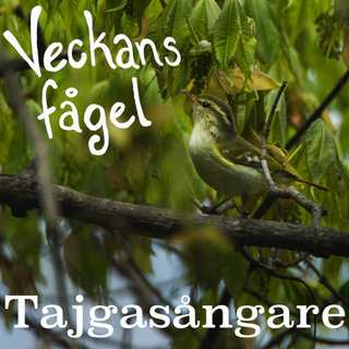 Tajgasångare