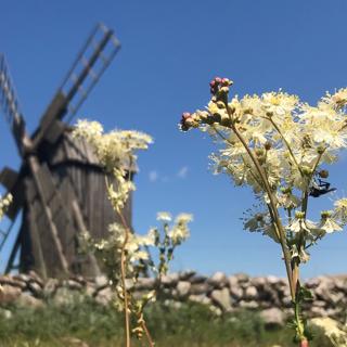 Blommande ängar och blommande bostadsområden
