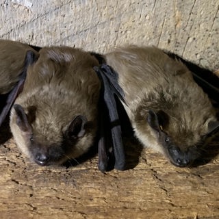 Bats and Bat Houses