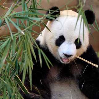 Bambu, bambu, bambu och bambu.