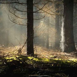 19. Pelottavat metsät