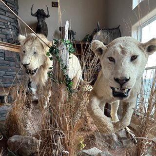 Lion Hunting Technicalities