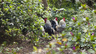 Ep. 60 Chickens in Permaculture