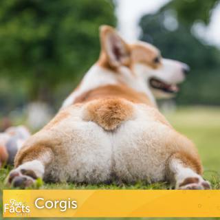 Fun Facts About Corgis