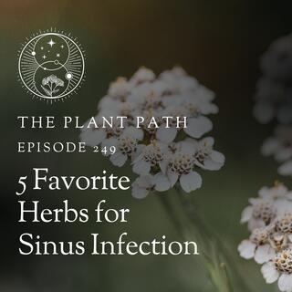 5 Favorite Herbs for Sinus Infection
