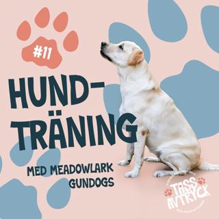 Hundträning med Meadowlark Gundogs