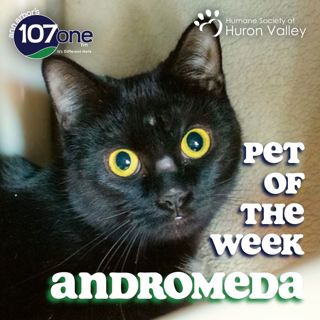 a2VV: HSHV Pet of the Week 3/5/26