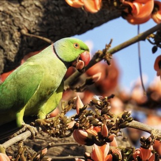 The 'quiet revolution' inspired by Delhi's urban wildlife