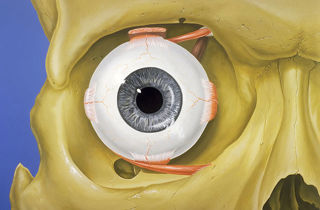 425. Thyroid-Associated Orbitopathy (Thyroid Eye Disease)
