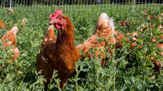 Ep. 63 Pastured Chicken Nutrition