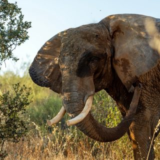 The Happy Pod: Portugal’s last circus elephant rehomed