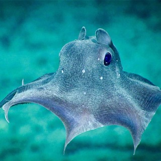 Facts: The Flapjack Devilfish