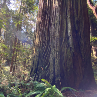 161: Prairie Creek Redwoods State Park- Redwood Tree Ears- Dawn In The Forest