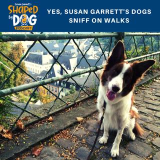 Yes, Susan Garrett's Dogs Sniff On Walks #74