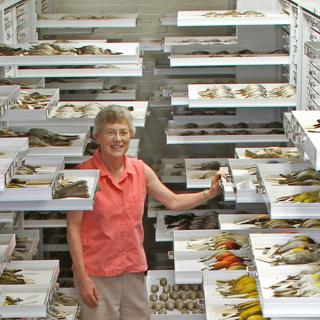 Samlarna försöker fånga sig själva