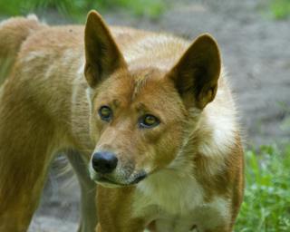 Dingo: Australia’s Wild Guardian