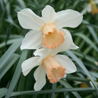 Love in Bloom