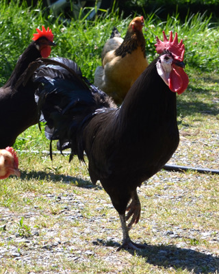 Ep 128a Endangered and Unusual Poultry Breeds