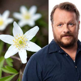 Ovisshet i vårskrud: Johan-Mathias Sommarström, Stockholm
