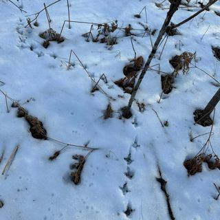 #255 | Winter Reading and the Birdshot Podcast Inbox with Nick Larson