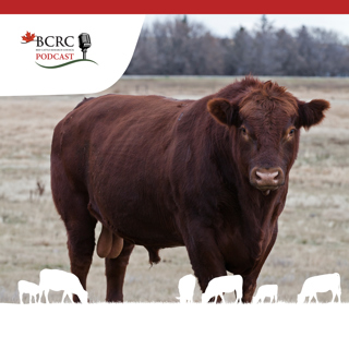 Episode 54: Bull Selection to Improve Your Bottom Line