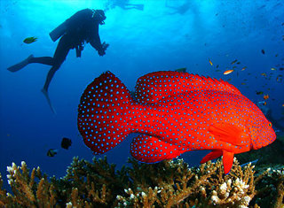 Tips For The Nervous Scuba Diver EP 84 MOTM