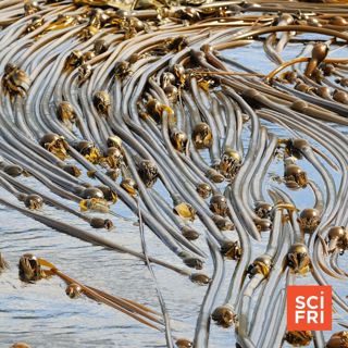The Unseen World Of Seaweeds | Should 'Dark Fungi' Species Get Names?