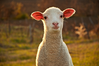 Ep. 78 Sheep and Their Fleeces, Part 2