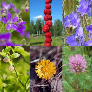I nakensnäckornas tid - och Sverige får en nationalblomma