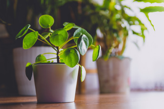Ep. 172 Where to Put House Plants So They Thrive