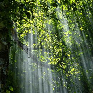 😴🍂😴 Dive into Restorative SLEEP with the Soothing Sounds of the FOREST and Relaxing MUSIC