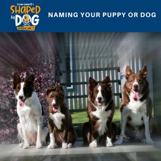 Naming Your Puppy or Dog #13