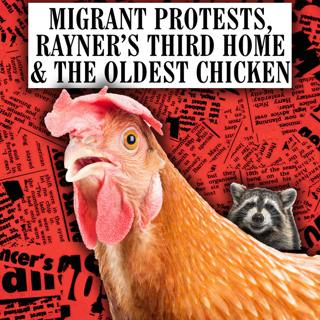 Migrant Protests, Rayner’s Third Home & The Oldest Chicken