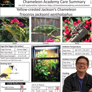 Chameleon Caresheets